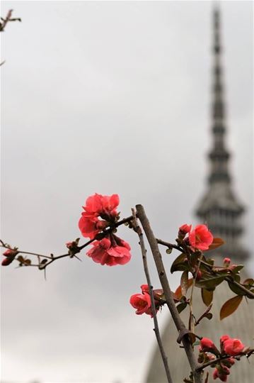 Torino